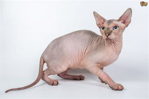 Sphynx Cat Breed | Facts, Highlights & Buying Advice | Pets4Homes