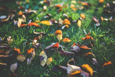Yellow, orange and red autumn leaves · Free Stock Photo