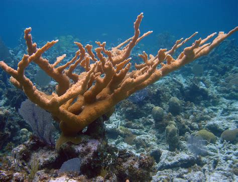 elkhorn coral | Coral reef, Ocean conservation, Elkhorn coral