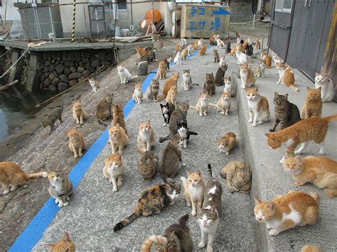 Tashirojima: Japan’s Cat Island