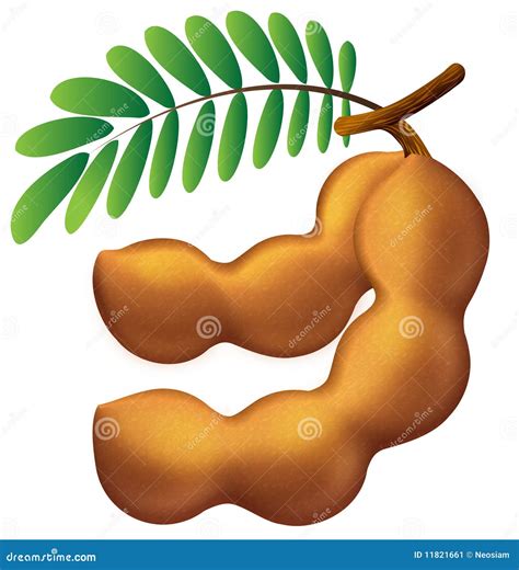 Tamarind Icon stock illustration. Illustration of flower - 11821661