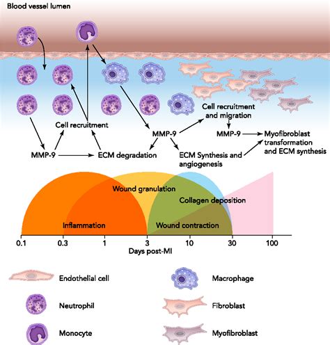 [PDF] Matrix metalloproteinase-9: Many shades of function in cardiovascular disease. | Semantic ...