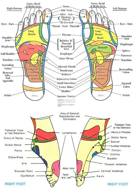 25 best images about Meridian Charts on Pinterest | Foot reflexology, Medicine and Traditional ...