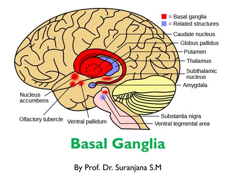 SOLUTION: Basal ganglia physiology lecture slides mbbs notes - Studypool