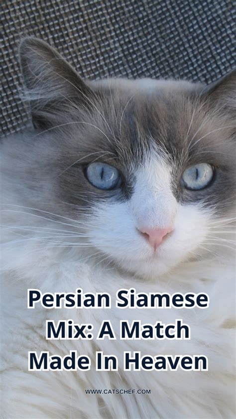 Persian Siamese Mix: A Match Made In Heaven