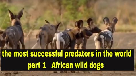 the most successful predators in the world part 1 African wild dogs ...