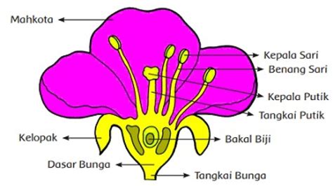 10+ Contoh Tanaman Bunga Yang Berkembang Biak Secara Generatif yang ...