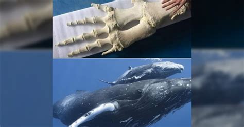 Whales Have Arm, Wrist, and Finger Bones in Their Front Fins - Hasan Jasim