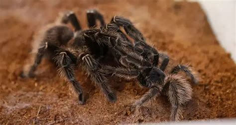 Tarantula Lifespan: How Long Do Tarantulas Live? (10 Examples) | Beyond The Treat