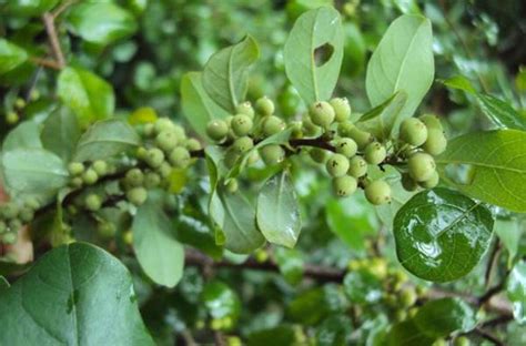 25 Mukal Myrrh Seeds Guggul Seeds Commiphora Mukul Seeds | Etsy