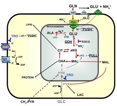 Role of Glutamate Dehydrogenase in Cancer Growth and Homeostasis ...