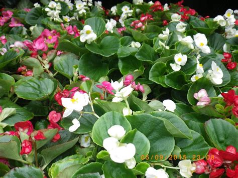 Bedding begonias (3) - Landsdale Plants