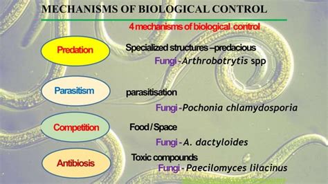 Biological Control of nematodes by fungus