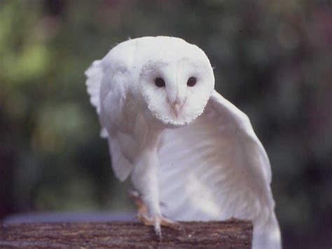 White Barn Owl | White Barn Owl Tyto alba - Picture 1 in Unusual Owls: Coloured - A ... | Barn ...