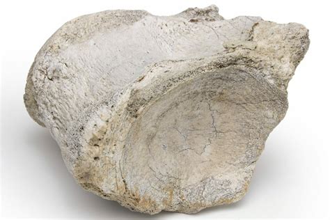 3.1" Fossil Titanothere (Megacerops) Vertebra - South Dakota (#229041 ...