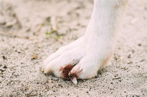 What To Do When A Dog's Nail Breaks And Bleeds at Larry Singleton blog