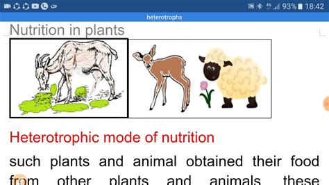 Heterotrophs - YouTube