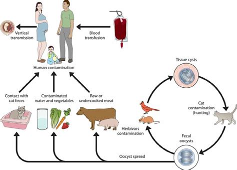 Toxoplasma gondi - Structure, Life Cycle and Transmission - www.medicoapps.org