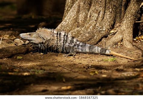 33 Fastest Lizard Images, Stock Photos & Vectors | Shutterstock