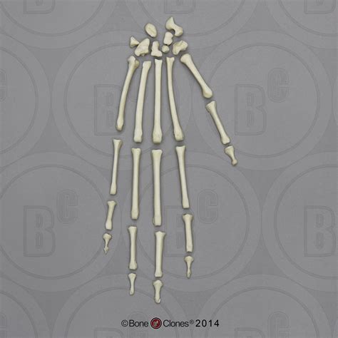 Indri Lemur Hand, Disarticulated - Bone Clones - Osteological Reproductions