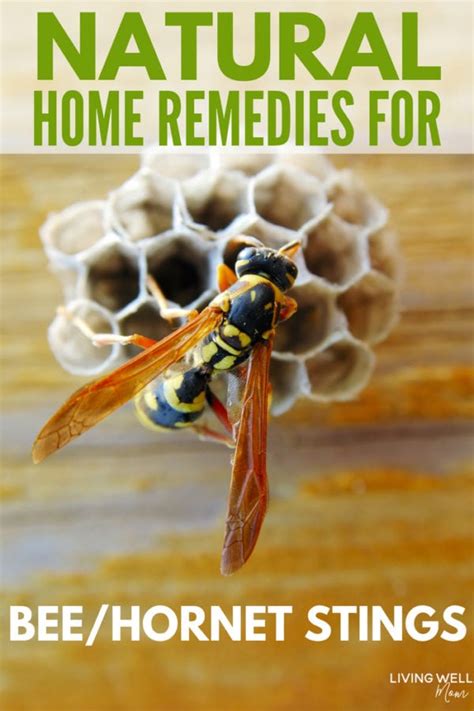 Natural Home Solutions for Bee Stings