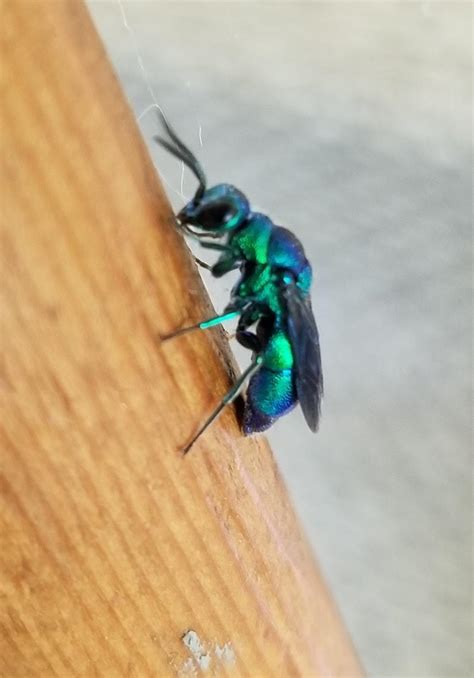 Maryland - Blue Green Fly : r/whatsthisbug