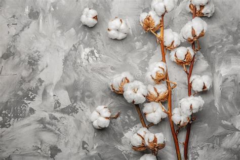 Cotton Flowers On Background Stock Image - Image of design, flat: 110099439