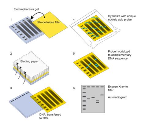 Southern Blotting: Principle, Steps, Applications – Microbe Online