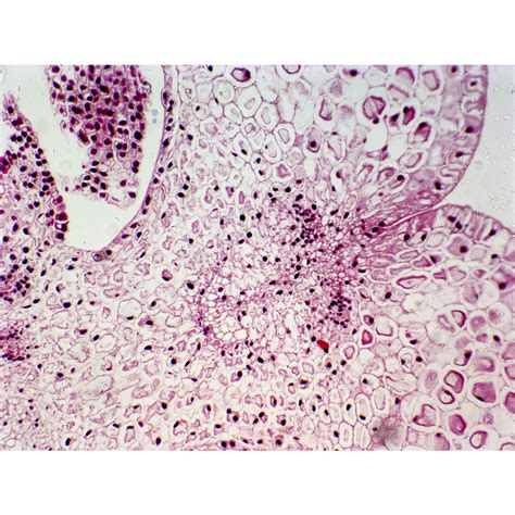 Plants Prepared Slides - Prepared Slides - Slides - Microscopy