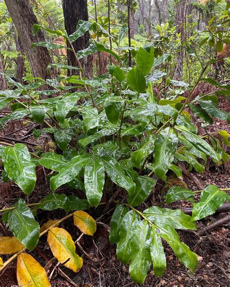 Big Island: Eradicating Invasive Ginger at Hawaii Volcanoes National Park | Eco Rotary Club of ...