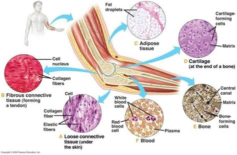 diagrams of connective tissue .please send me? - Brainly.in