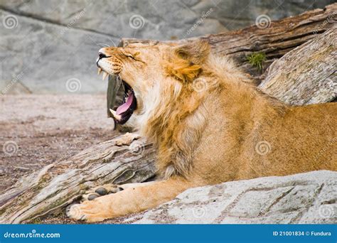 Screaming Lion Stock Images - Image: 21001834