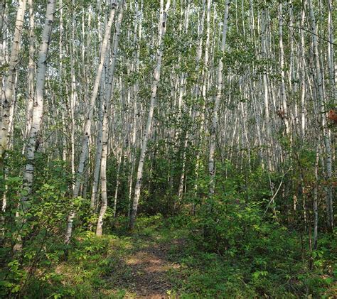 Meadow Lake Provincial Park logging worrying for some but necessary to mitigate risks, gov't ...