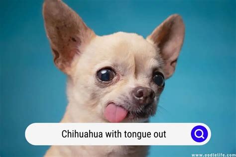 Chihuahua With Tongue Out (Causes And Fixes) - Oodle Life