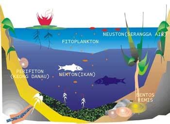 Selaras Dengan Alam: EKOSISTEM DANAU