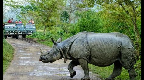 Kaziranga - the amazing world of rhinos and much more - TrendRadars India