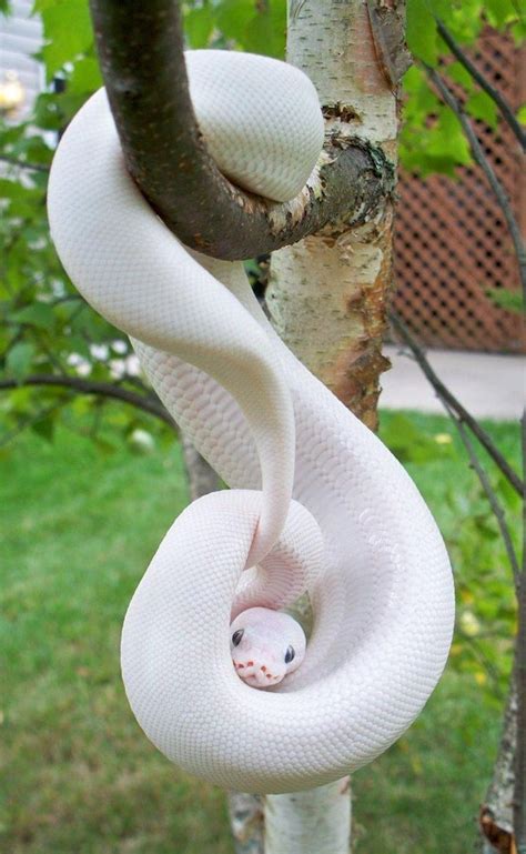 a white snake hanging upside down from a tree branch with its head in the middle