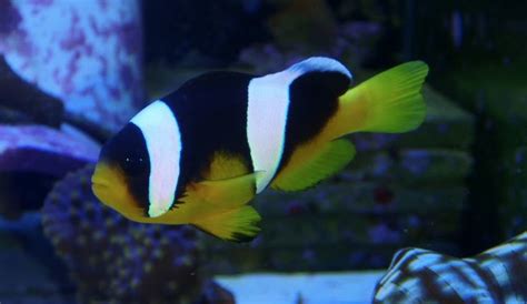 Sebaeclownvis - The sebae clownfish is a very rare clownfish found in the northern Indian Ocean ...