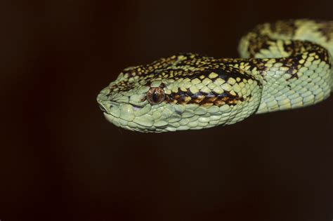 Malabar pitviper | Rahul Alvares