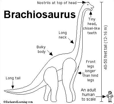 Brachiosaurus Printout- ZoomDinosaurs.com