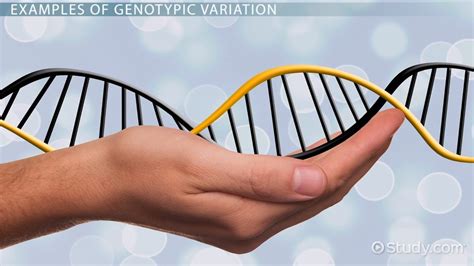 Genotypic Variation: Definition & Example - Video & Lesson Transcript ...