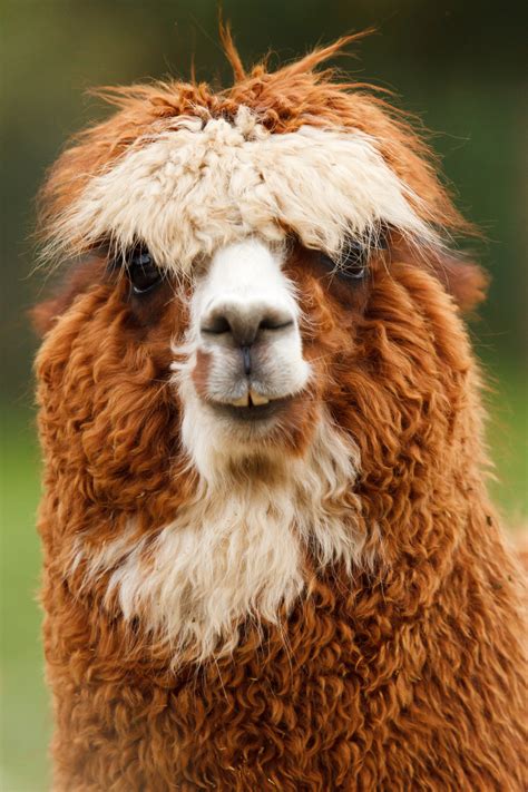 Alpaca Looking Free Stock Photo - Public Domain Pictures