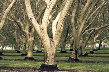 Chandler Walnut Trees | Grafted English Walnut Trees for Sale | Willis Orchard Company