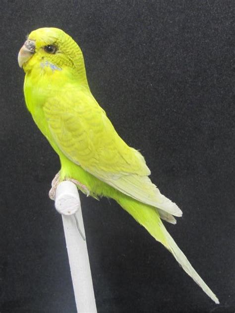 Neon Yellow Parakeet