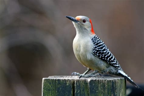 Red bellied Woodpecker – Indiana Audubon