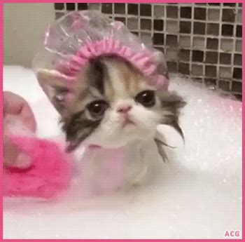 animals kittens gif | WiffleGif