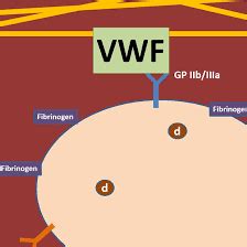 VON WILLEBRAND ANTIGEN - HCDC