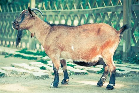 Brown and Black Goat With Horn Standing Near Fence · Free Stock Photo