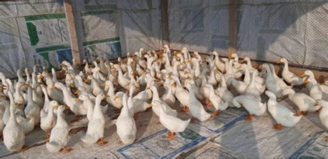 e-Farmers Duck Farming – e-farmer