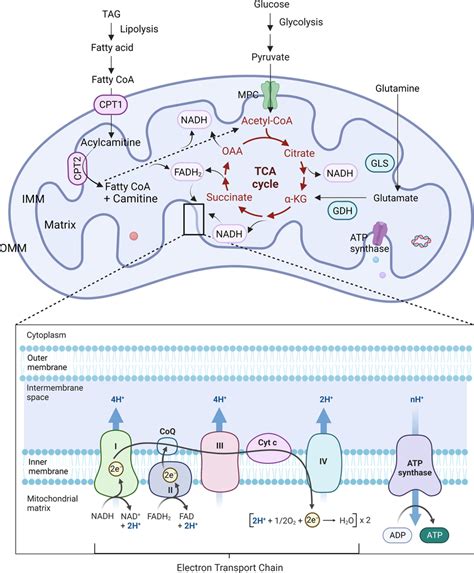 Mitochondrial metabolic pathways. The pyruvate produced from glucose... | Download Scientific ...